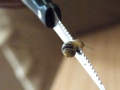 insulaner_89