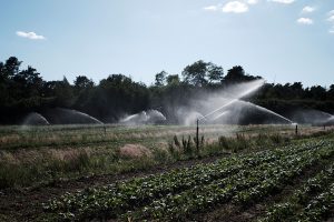 Ein Gemüsefeld, dass von zwei Wasserstrahlen bewässert wird.