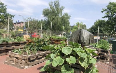 Kann die Soziale Arbeit sozialökologische Transformation?